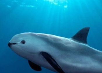 SE APRUEBA PLAN DE MÉXICO PARA PROTEGER LA VAQUITA MARINA