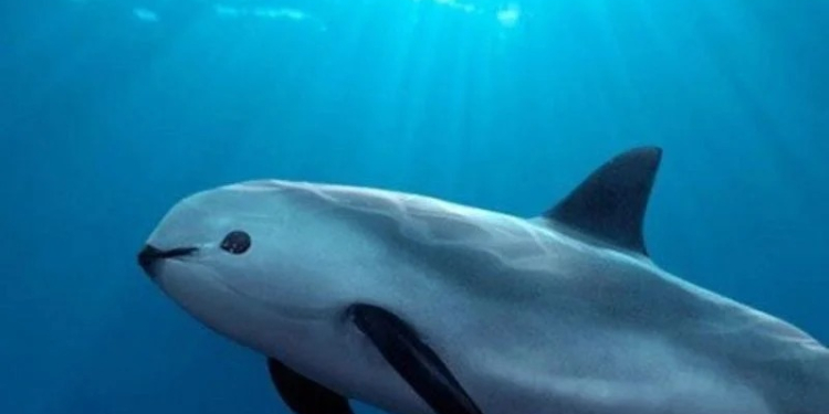 SE APRUEBA PLAN DE MÉXICO PARA PROTEGER LA VAQUITA MARINA