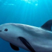 SE APRUEBA PLAN DE MÉXICO PARA PROTEGER LA VAQUITA MARINA