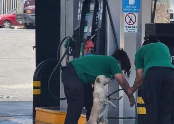 EMPLEADAS BAÑAN A UN PERRITO EN LA GASOLINERA