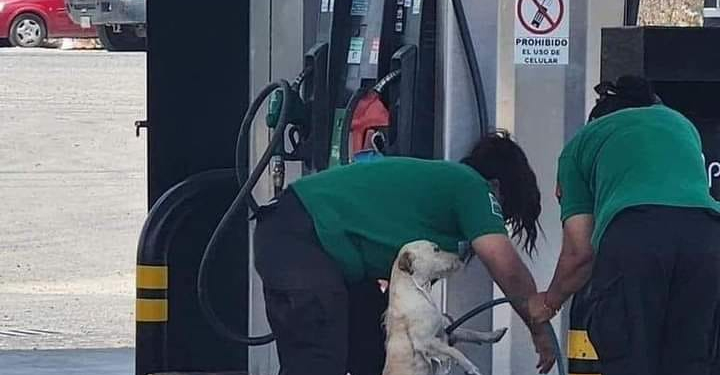 EMPLEADAS BAÑAN A UN PERRITO EN LA GASOLINERA