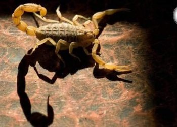 Tratar de fumigar los hogares en Sonora, seria lo ideal