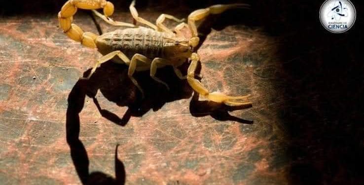 Tratar de fumigar los hogares en Sonora, seria lo ideal