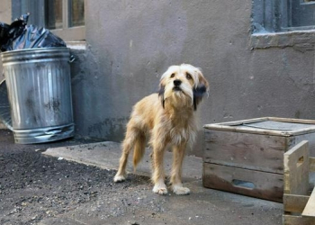 SE PROCURA EN HERMOSILLO QUE CIUDADANOS CUIDEN MAS A SUS MASCOTAS