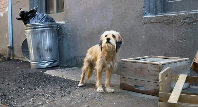 SE PROCURA EN HERMOSILLO QUE CIUDADANOS CUIDEN MAS A SUS MASCOTAS