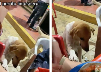 Perro limosnero: conoce al tierno lomito y su peculiar forma de pedir comida