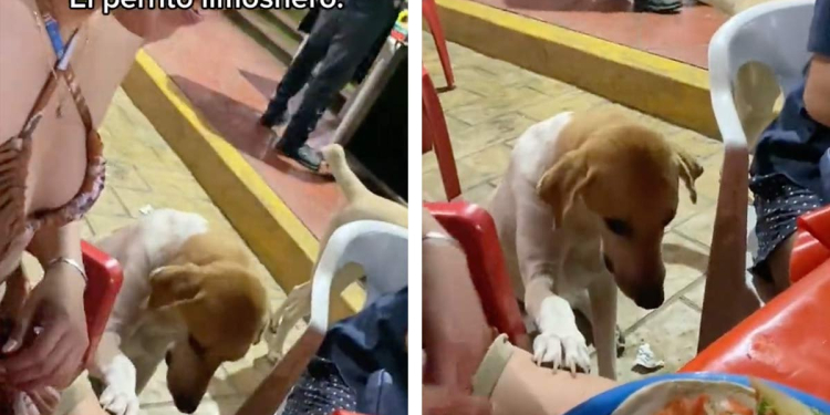 Perro limosnero: conoce al tierno lomito y su peculiar forma de pedir comida