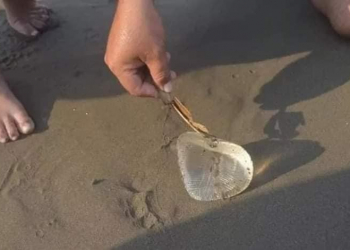 CREYERON QUE ERA UNA MEDUSA