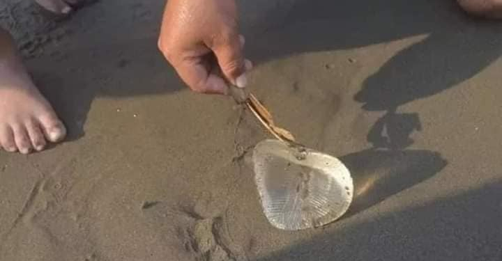 CREYERON QUE ERA UNA MEDUSA