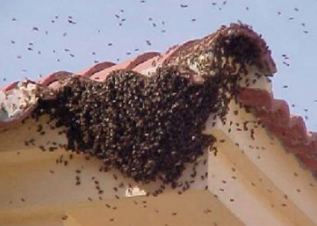 EMITE PROTECCIÓN CIVIL RECOMENDACIONES POR TEMPORADA DE ENJAMBRES DE ABEJAS