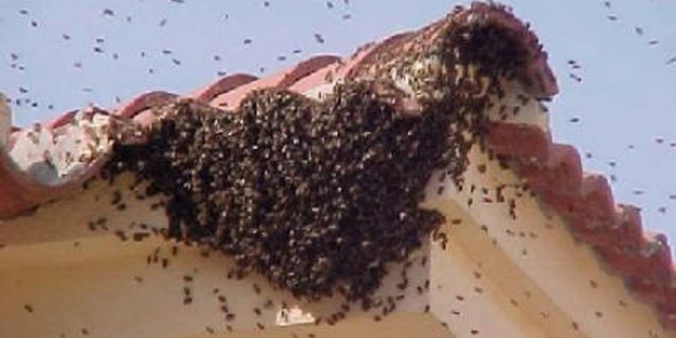 EMITE PROTECCIÓN CIVIL RECOMENDACIONES POR TEMPORADA DE ENJAMBRES DE ABEJAS