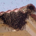 EMITE PROTECCIÓN CIVIL RECOMENDACIONES POR TEMPORADA DE ENJAMBRES DE ABEJAS