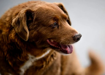 Bobi, el lomito más viejo del mundo, cumplió 31 años