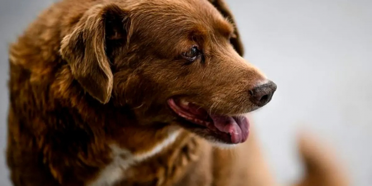 Bobi, el lomito más viejo del mundo, cumplió 31 años