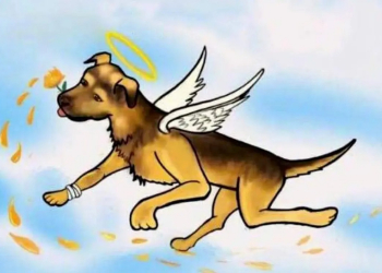 Esta es la historia de ‘Scooby’, el perrito lanzado a cazo de aceite hirviendo