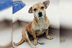 PERRITA SE SUBE A PICK UP Y RECORRE 800 KILÓMETROS DE PUERTO PEÑASCO A GUERRERO NEGRO BAJA CALIFORNIA