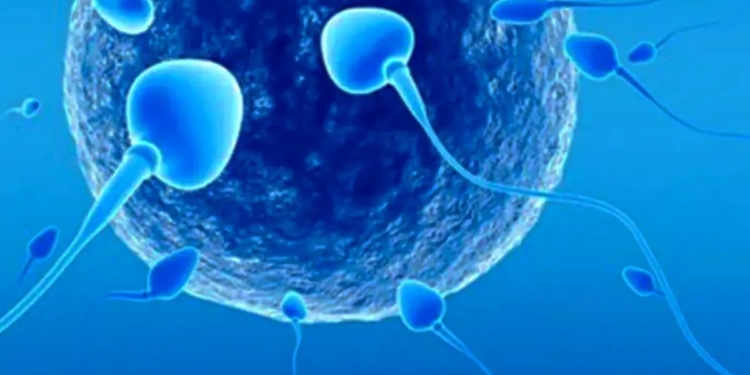 CALIDAD DE SEMEN BAJÓ EN LOS HOMBRES QUE TUVIERON COVID-19; ESTUDIO