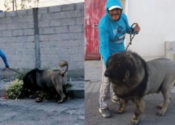 ¡SUSTO QUE DAN GUSTO! CONFUNDEN A PERRITO CON LEÓN POR SU CORTE DE PELO
