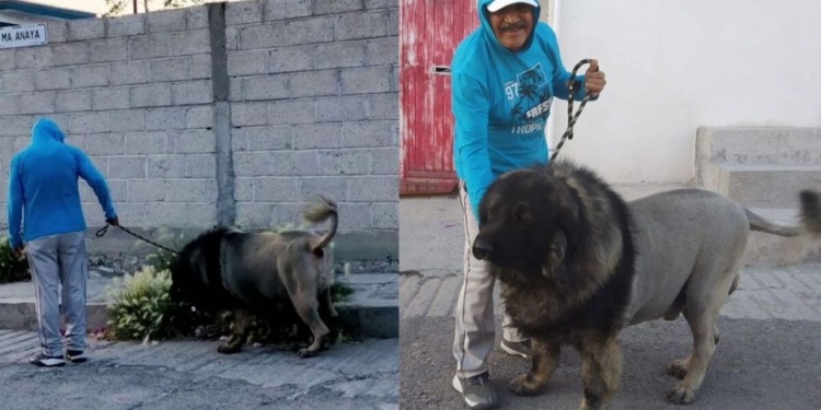 ¡SUSTO QUE DAN GUSTO! CONFUNDEN A PERRITO CON LEÓN POR SU CORTE DE PELO