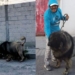 ¡SUSTO QUE DAN GUSTO! CONFUNDEN A PERRITO CON LEÓN POR SU CORTE DE PELO