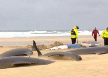 MÁS DE 50 BALLENAS PILOTO MURIERON EN UN VARAMIENTO MASIVO EN LA ISLA ESCOCESA DE LEWIS