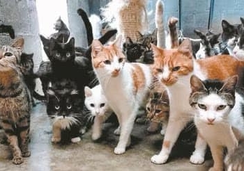 OMS LANZA ALERTA POR «GRAN NÚMERO» DE CASOS DE GATOS INFECTADOS POR GRIPE AVIAR