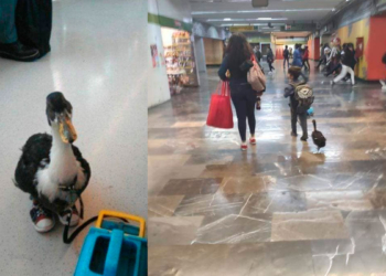 ¡UN PATO CON TENIS! FUE EL PASAJERO MAS FAMOSO EN EL METRO CDMX
