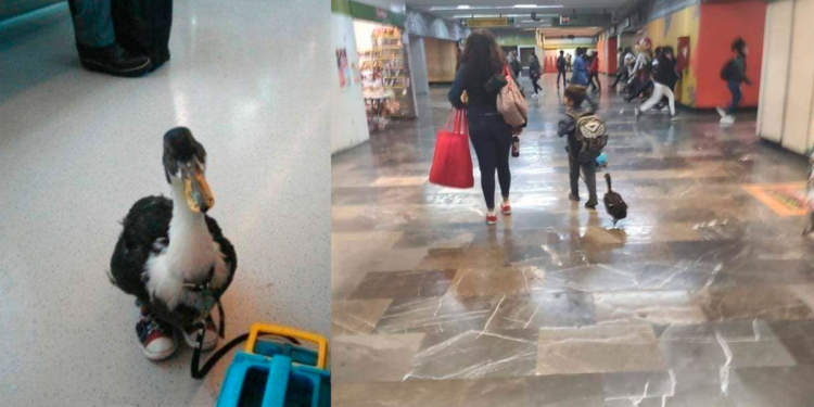 ¡UN PATO CON TENIS! FUE EL PASAJERO MAS FAMOSO EN EL METRO CDMX