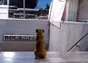 CONOCE A HACHITO, UN PERRITO QUE SIGUE ESPERANDO A SU DUEÑA EN EL METRO DE LA CDMX