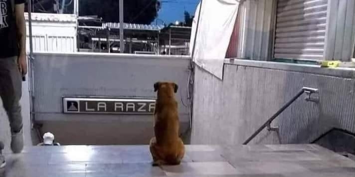 CONOCE A HACHITO, UN PERRITO QUE SIGUE ESPERANDO A SU DUEÑA EN EL METRO DE LA CDMX