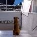 CONOCE A HACHITO, UN PERRITO QUE SIGUE ESPERANDO A SU DUEÑA EN EL METRO DE LA CDMX