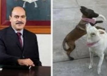ALCALDE MATA A BALAZOS A PAR DE PERRITAS, HAY INDIGNACIÓN Y ENOJO ENTRE LA POBLACIÓN EN MICHOACÁN