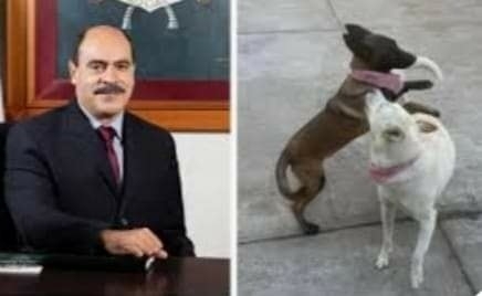 ALCALDE MATA A BALAZOS A PAR DE PERRITAS, HAY INDIGNACIÓN Y ENOJO ENTRE LA POBLACIÓN EN MICHOACÁN