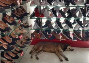 GERENTE DE UNA ZAPATERÍA SE NEGO A SACAR A UN PERRITO DE SU TIENDA