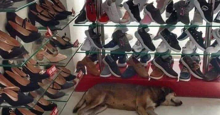 GERENTE DE UNA ZAPATERÍA SE NEGO A SACAR A UN PERRITO DE SU TIENDA