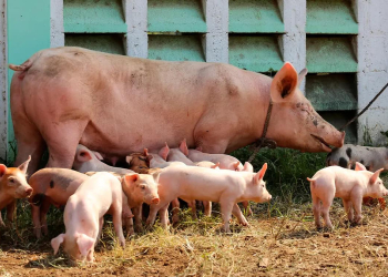 CANADÁ OFRECE $45 MIL AL MES A MEXICANOS POR CRIAR ANIMALES