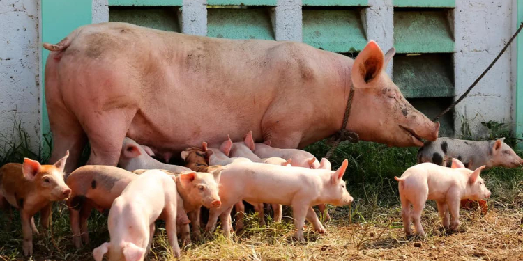 CANADÁ OFRECE $45 MIL AL MES A MEXICANOS POR CRIAR ANIMALES