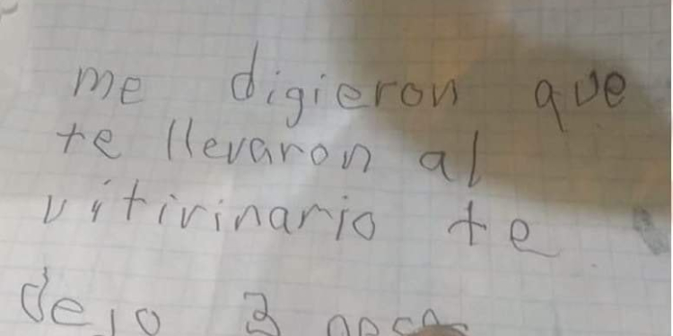 ASÍ SE ENCUENTRA SIMÓN, EL PERRITO QUE SU DUEÑO ABANDONÓ PARA QUE NO LE PEGARAN Y CRECIERA FELIZ