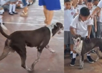 PERRITO QUE VIVE EN LA ESCUELA RECIBE CON ENTUSIASMO A LOS ALUMNOS POR EL REGRESO A CLASES