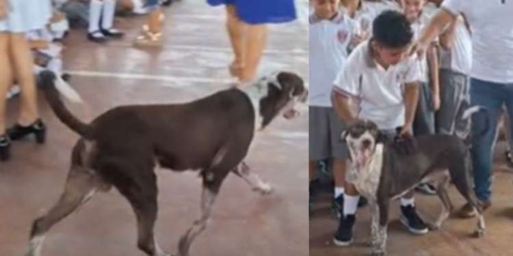 PERRITO QUE VIVE EN LA ESCUELA RECIBE CON ENTUSIASMO A LOS ALUMNOS POR EL REGRESO A CLASES