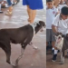 PERRITO QUE VIVE EN LA ESCUELA RECIBE CON ENTUSIASMO A LOS ALUMNOS POR EL REGRESO A CLASES