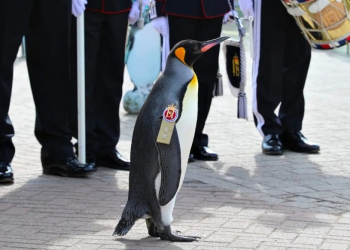 PINGÜINO RECIBE PROMOCIÓN A MAYOR GENERAL DE LA GUARDIA DEL REY DE NORUEGA