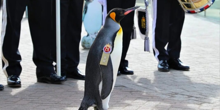 PINGÜINO RECIBE PROMOCIÓN A MAYOR GENERAL DE LA GUARDIA DEL REY DE NORUEGA