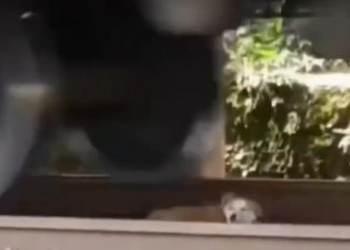 SORPRENDENTE PERRITO SOBREVIVE DEBAJO DE LAS VÍAS DEL FERROCARRIL