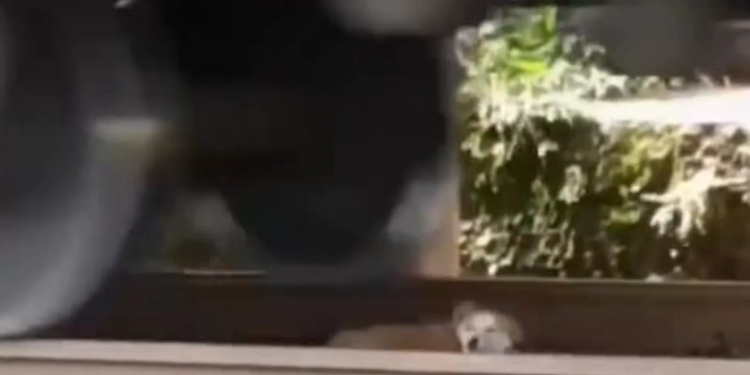 SORPRENDENTE PERRITO SOBREVIVE DEBAJO DE LAS VÍAS DEL FERROCARRIL