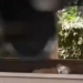 SORPRENDENTE PERRITO SOBREVIVE DEBAJO DE LAS VÍAS DEL FERROCARRIL