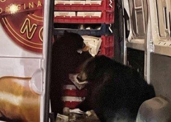 OSOS SAQUEAN CAMIONETA DE DONAS QUE HACÍA ENTREGAS EN ALASKA