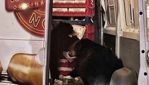 OSOS SAQUEAN CAMIONETA DE DONAS QUE HACÍA ENTREGAS EN ALASKA