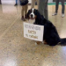 PERRITA RECIBE A SU DUEÑO EN EL AEROPUERTO CON UN MOTIVO MENSAJE
