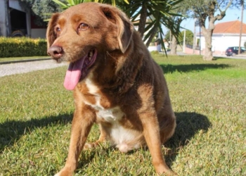 MURIÓ BOBI, EL PERRO MÁS LONGEVO DEL MUNDO: TENÍA 31 AÑOS